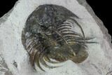 Bargain, Spiny Kolihapeltis Trilobite - Rare Species #101817-4